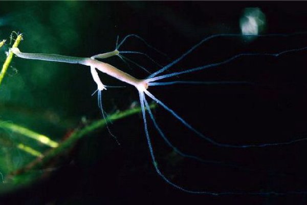 Качественный доступ кракен маркетплейс ссылка