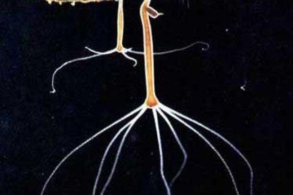 Как использовать kraken link